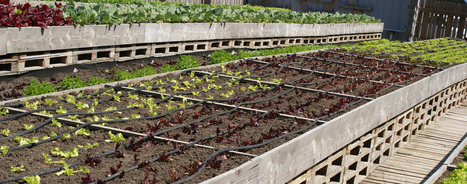 Agriculture urbaine, vers des villes nourricières - Bienvenue sur le blog de l'ESA Angers : école d'agricultures | ESPACES VEGETALISES URBAINS | Scoop.it