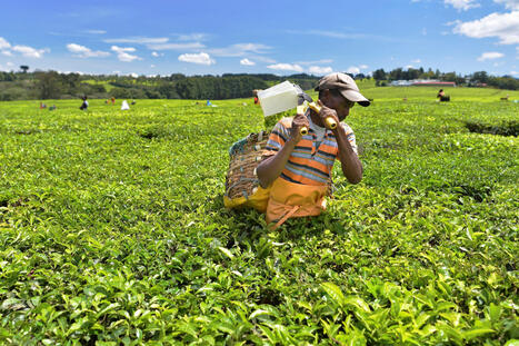 AFRICA: Why doesn&rsquo;t the continent have an agricultural development bank? | AFRIQUES | Scoop.it