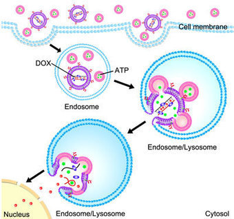 New nanotechnology method sneaks drugs into cancer cells before triggering release | 21st Century Innovative Technologies and Developments as also discoveries, curiosity ( insolite)... | Scoop.it