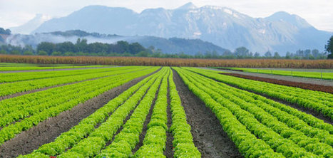 Journée Nationale Salade le 8 octobre | HORTICULTURE | Scoop.it