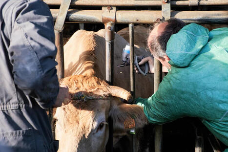 Pyr&eacute;n&eacute;es-Atlantiques&nbsp;: des renforts pour vacciner les bovins, la course contre la montre se poursuit | BABinfo Pays Basque | Scoop.it