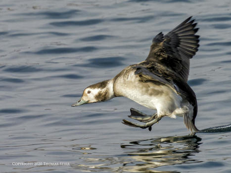 Ducks In Flight at 1600 MM | Mirrorless Cameras | Scoop.it