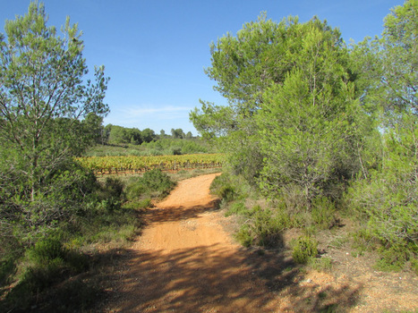 Randonnées dans les vignobles de Montagnac - Le coin des voyageurs | Loisirs Nature dans l'Hérault | Scoop.it