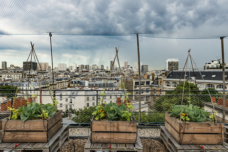 Des potagers sur les toits ? Une étude scientifique en confirme l’utilité | Les Colocs du jardin | Scoop.it