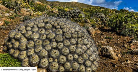 Le trafic de succulentes pousse vers l'extinction des cactus endémiques du désert d’Atacama | Les déserts dans le monde | Scoop.it