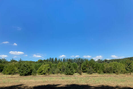 Understanding how trees help each other in MEDITERRANEAN FORESTS | CIHEAM Press Review | Scoop.it