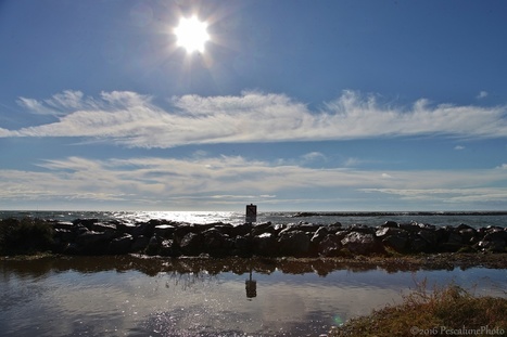 Rencontre du Petit Rhône avec la Méditerranée | Camargue Nature | Scoop.it
