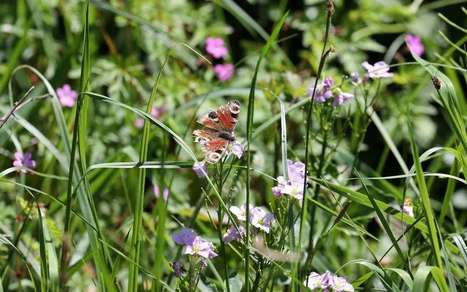 Landes : cinq bonnes raisons d’aller chercher la petite bête, ce week-end à Labenne | Landes | Scoop.it
