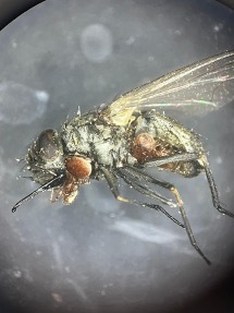 Stomoxes : nouveau protocole de lutte biologique pour contr&ocirc;ler les populations | EntomoNews | Scoop.it