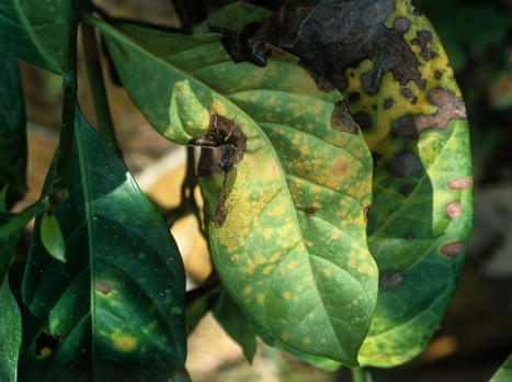 Nature News: Coffee rust regains foothold (2013) | Plants and Microbes | Scoop.it