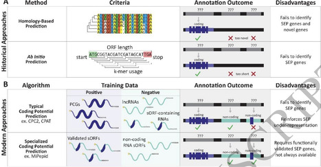 Hiding in plain sight: advances in discovery and functional description of plant sORF encoded peptides | jeb | RMH | Scoop.it