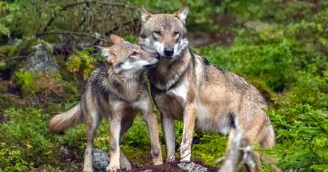 Loup&nbsp;: le Conseil d'&Eacute;tat annule les tirs de d&eacute;fense autoris&eacute;s au-del&agrave; de 12&nbsp;% des pr&eacute;l&egrave;vements | Biodiversit&eacute; | Scoop.it