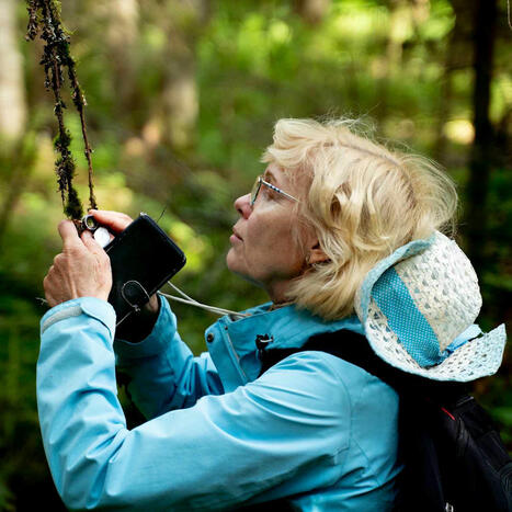 Pentti Linkolan perinn&ouml;st&auml; on kasvanut j&auml;ttis&auml;&auml;ti&ouml;, jolle suomalaiset tarjoavat metsi&auml;&auml;n | Kotimaa | Yle | 1Uutiset - Lukemisen t&auml;hden | Scoop.it