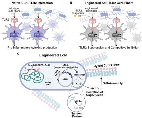 Modulating Innate Immune Responses to Curli Fibers Through Protein Engineering | brvbe | RMH | Scoop.it