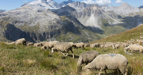 Dans les Alpes, l'agropastoralisme serait le premier marqueur de l'Anthropocène | Biodiversité - @ZEHUB on Twitter | Scoop.it