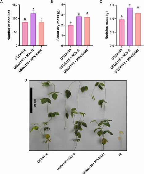 Plant growth promoting vesicles: Molecular inoculants to enhance rhizobium-legume symbiosis | Plant-Microbe Symbiosis | Scoop.it