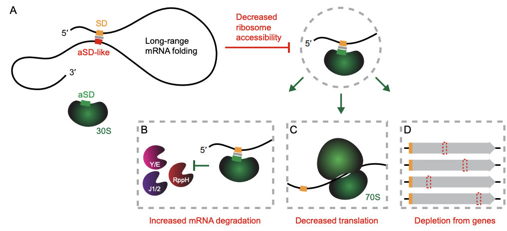 Long-range mRNA folding shapes expression and s...