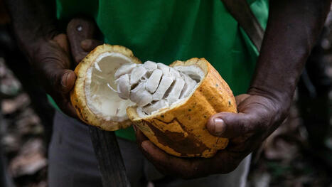 AFRICA : As cocoa production in Liberia fosters mass deforestation, campaigners urge EUROPE to act | CIHEAM Press Review | Scoop.it
