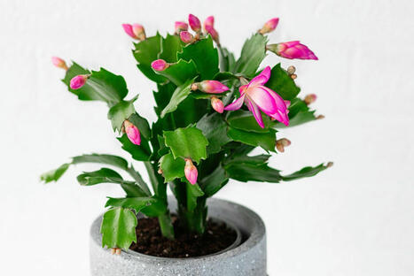 How to Grow and Care for the Thanksgiving Cactus | Best Backyard Patio Garden Scoops | Scoop.it