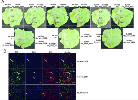 MPP: Prediction of the in planta Phakospora pachyrhizi secretome and potential effector families (2015) | Plant Pathogenomics | Scoop.it