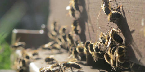 Le projet d’« arrêté abeilles » du gouvernement provoque la colère des apiculteurs | Environnement | Scoop.it