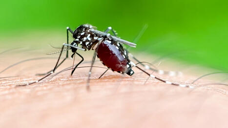 Dengue, chikungunya : faut-il craindre ces maladies transmises par le moustique-tigre ? | EntomoScience | Scoop.it