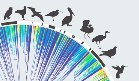 Exhaustive family tree for birds shows recent, rapid diversification | Science News | Scoop.it