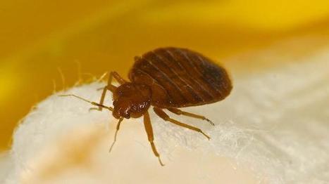 Punaises de lit : stop à l'invasion ! | Variétés entomologiques | Scoop.it