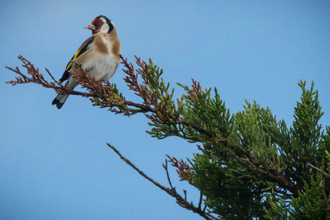 Bilan inqui&eacute;tant de 30 ann&eacute;es de comptages des oiseaux en France | Biodiversit&eacute; | Scoop.it