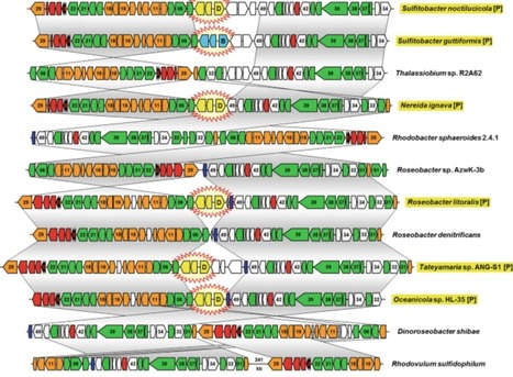 Horizontal operon transfer, plasmids, and the evolution of photosynthesis in Rhodobacteraceae ISME | RMH | Scoop.it
