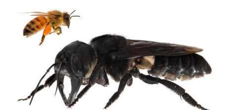 Abeille géante de Wallace : la plus grosse abeille du monde redécouverte en Indonésie | EntomoNews | Scoop.it
