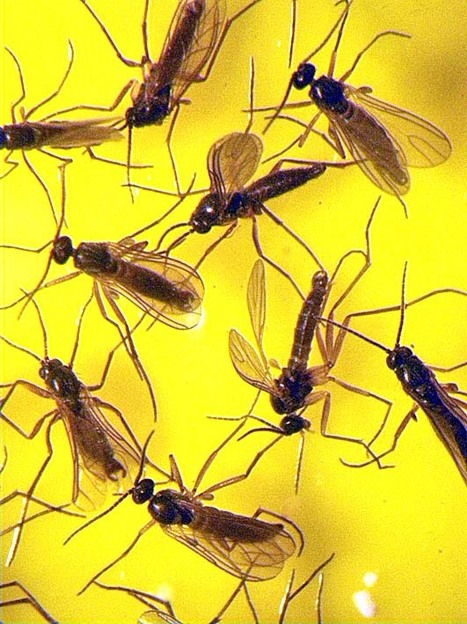 Beyond the Human Eye: Fatal Attraction | Insect Archive | Scoop.it