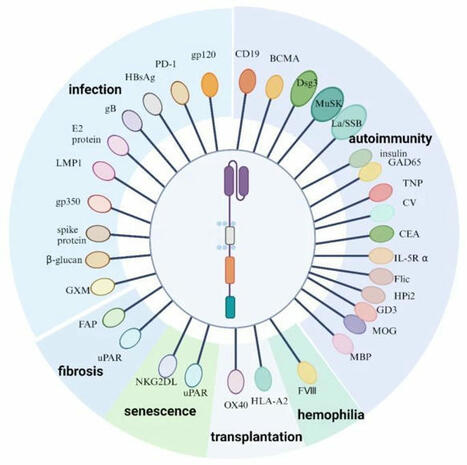 𝐂𝐀𝐑 𝐓 𝐓𝐡𝐞𝐫𝐚𝐩𝐲 𝐢𝐧 𝐍𝐨𝐧-𝐎𝐧𝐜𝐨𝐥𝐨𝐠𝐲 👇 | Spencer Knight | Immunology and Biotherapies | Scoop.it