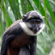 La conservation du singe à ventre rouge une réussite au Bénin | Biodiversité - @ZEHUB on Twitter | Scoop.it