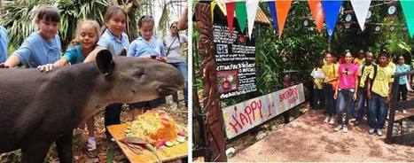 Fuego's Birthday on Tapir Day | Cayo Scoop!  The Ecology of Cayo Culture | Scoop.it