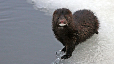 Lesbo lähetys saarnaaja suku puoli