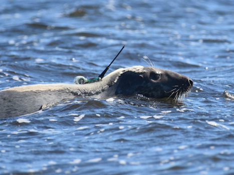 Suivi Argos des phoques &agrave; Saint-Pierre-et-Miquelon - Office fran&ccedil;ais de la biodiversit&eacute; | Biodiversit&eacute; | Scoop.it