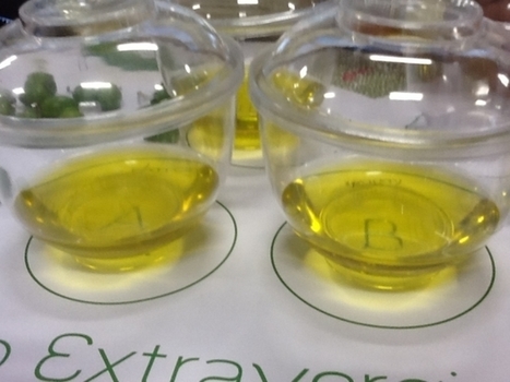 Il mondo dell'olio si riunisce in Egitto per un seminario internazionale sulle opportunità di investimenti nel settore olivicolo  | OLIVE NEWS | Scoop.it