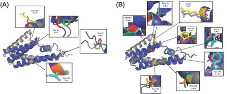 Selecting for lysis in a temperate phage population | brve | RMH | Scoop.it