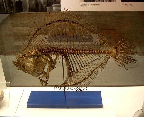 Poissons hors de l&rsquo;eau | Caf&eacute; des Sciences | Scoop.it