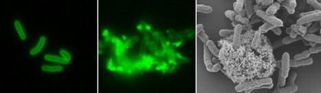 Hundreds of antimicrobial peptides create a selective barrier for insect gut symbionts | I2BC Paris-Saclay | Scoop.it