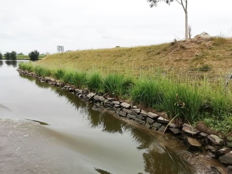 Restauration écologique des berges : quand les plantes remplacent le béton | Biodiversité | Scoop.it