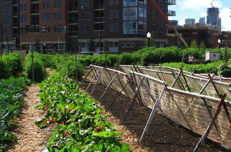 How Does your City Grow? Lockdown Illuminates Urban Farming and Gardening’s Potential | Energy Transition in Europe | www.energy-cities.eu | Scoop.it
