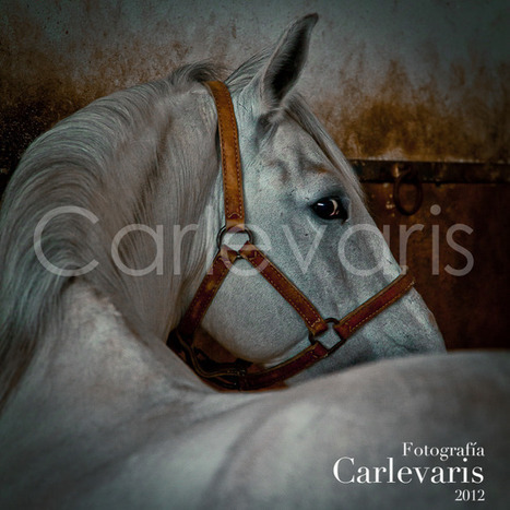 CARLEVARIS: CABALLOS | Caballo, Caballos | Scoop.it