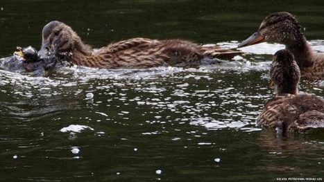 Des canards tueurs surpris à dévorer des oiseaux pour la première fois | Les oiseaux au gré du vent | Scoop.it