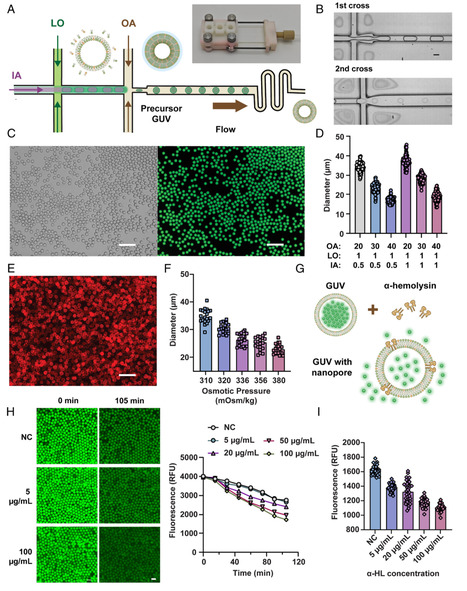 Artificial cells with liquid–liquid phase separation–regulated cell-free protein synthesis | pnas | RMH | Scoop.it