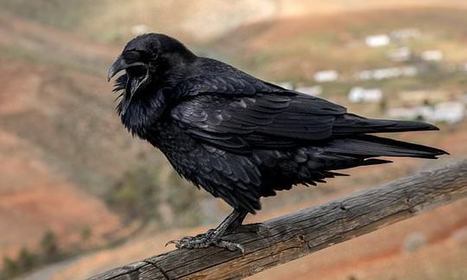 It's a conspiracy! Bad moods could be contagious among ravens and spread through their large groups  | Daily | Empathy and Animals | Scoop.it