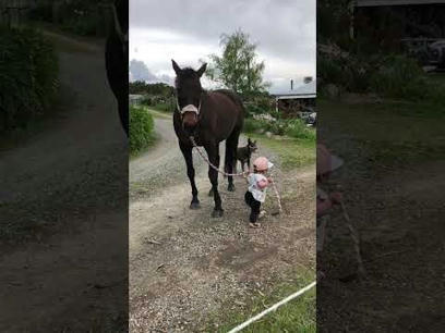 Little Girl Leads Horse || ViralHog - YouTube in 2022 | Funny animal videos, Weird animals, Horses | Human Interest | Scoop.it