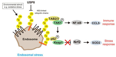 Endosomal stress, a newly defined organelle stress, induces inflammation via ubiquitin signaling | Virology News | Scoop.it
