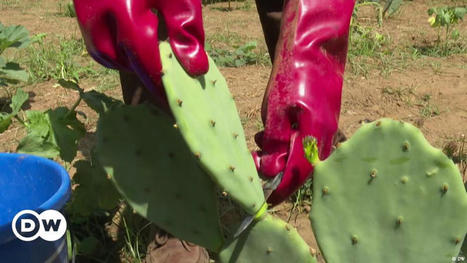AFRIQUE : Les cactus, un atout écologique  | CIHEAM Press Review | Scoop.it